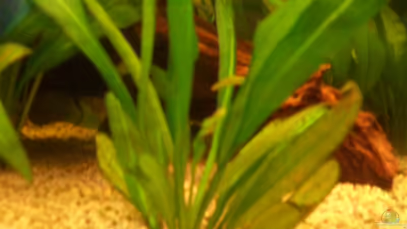 Pflanzen im Aquarium Becken 4467 von Hans Holten (4)