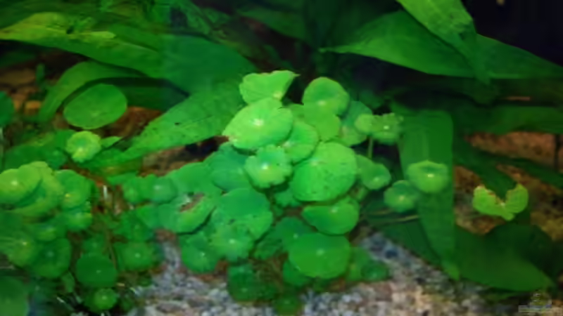 Pflanzen im Aquarium Becken 4467 von Hans Holten (8)