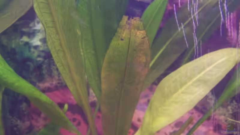 Pflanzen im Aquarium Becken 4478 von jhgfsjgfhl (3)