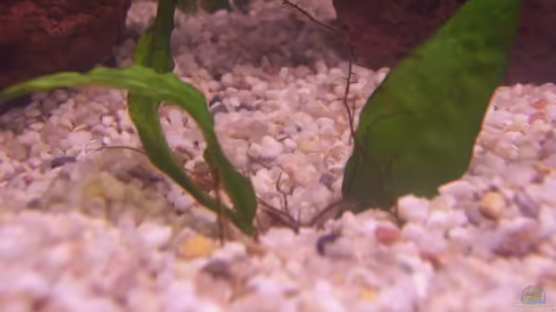 Pflanzen im Aquarium Becken 4478 von jhgfsjgfhl (4)