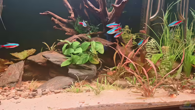 Pflanzen im Aquarium Becken 44803 von Amazonas (2)