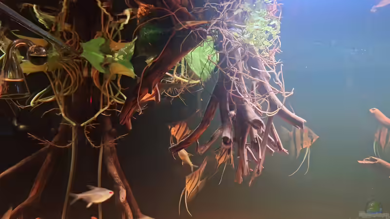 Pflanzen im Aquarium Becken 44803 von Amazonas (6)