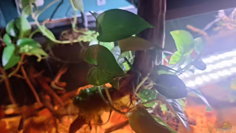 Pflanzen im Aquarium Becken 44803 von Amazonas (7)