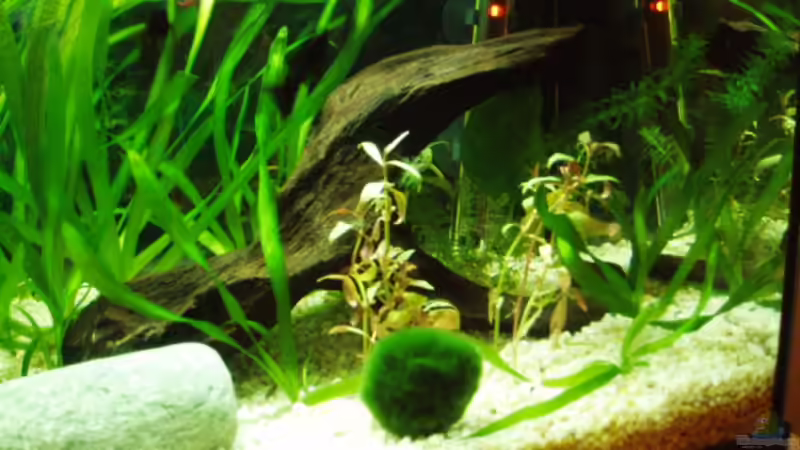Pflanzen im Aquarium Becken 4483 von Martin Ziegele (5)
