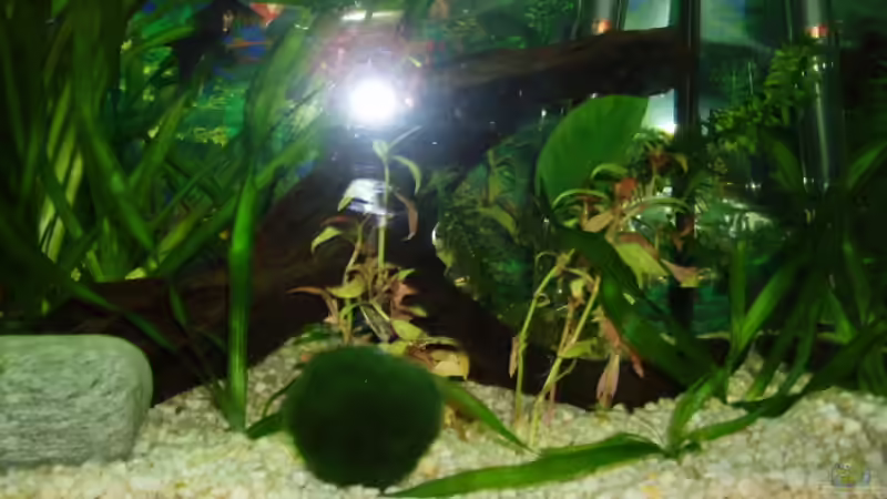 Pflanzen im Aquarium Becken 4483 von Martin Ziegele (6)