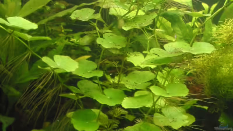 Pflanzen im Aquarium Becken 4502 von Markus Fuchs (10)