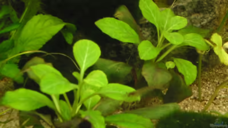 Pflanzen im Aquarium Becken 4502 von Markus Fuchs (11)