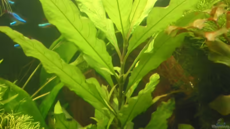 Pflanzen im Aquarium Becken 4502 von Markus Fuchs (13)