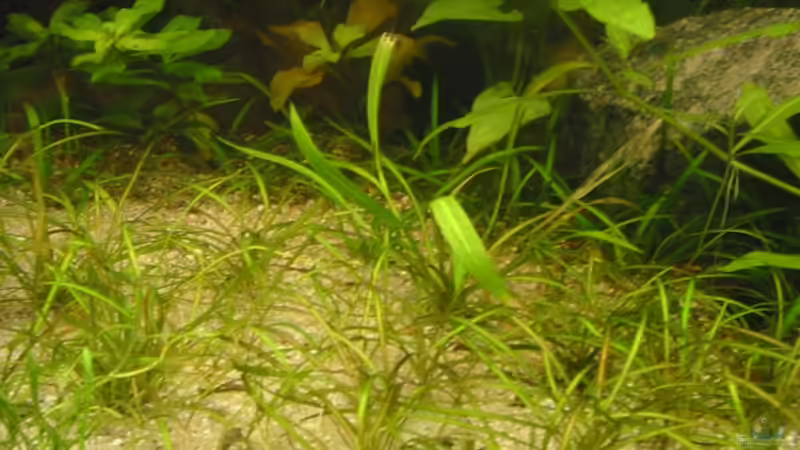 Pflanzen im Aquarium Becken 4502 von Markus Fuchs (14)