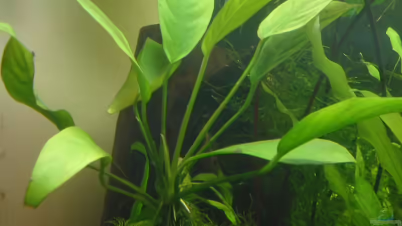 Pflanzen im Aquarium Becken 4502 von Markus Fuchs (9)