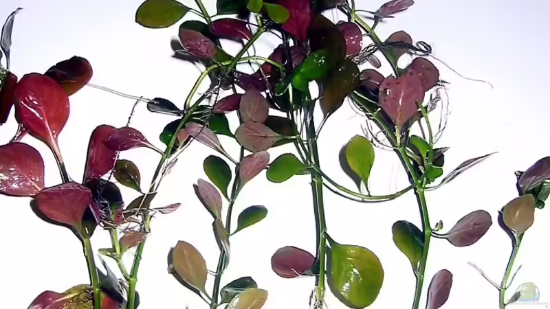 Pflanzen im Aquarium Becken 4513 von Dennis Klusmann (10)