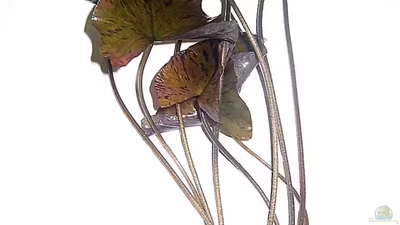 Pflanzen im Aquarium Becken 4513 von Dennis Klusmann (11)