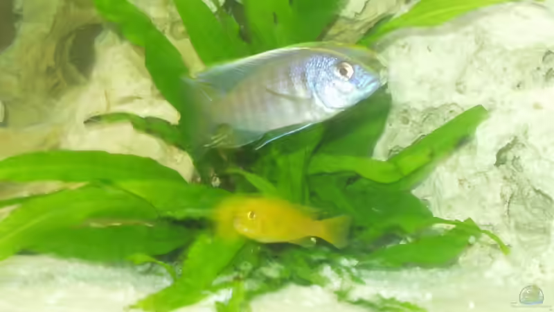 Pflanzen im Aquarium Becken 4516 von Matthias Hentzschel (2)