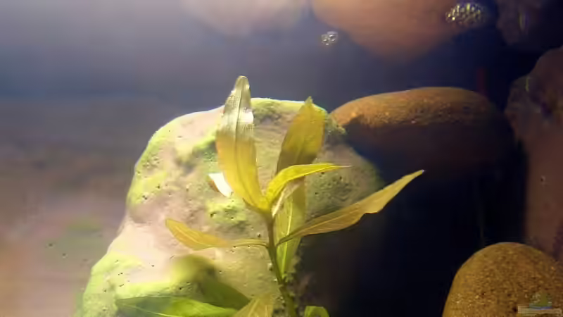 Pflanzen im Aquarium Becken 4522 von Dennis Klusmann (10)