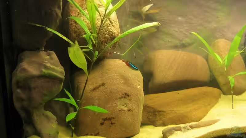 Pflanzen im Aquarium Becken 4522 von Dennis Klusmann (11)