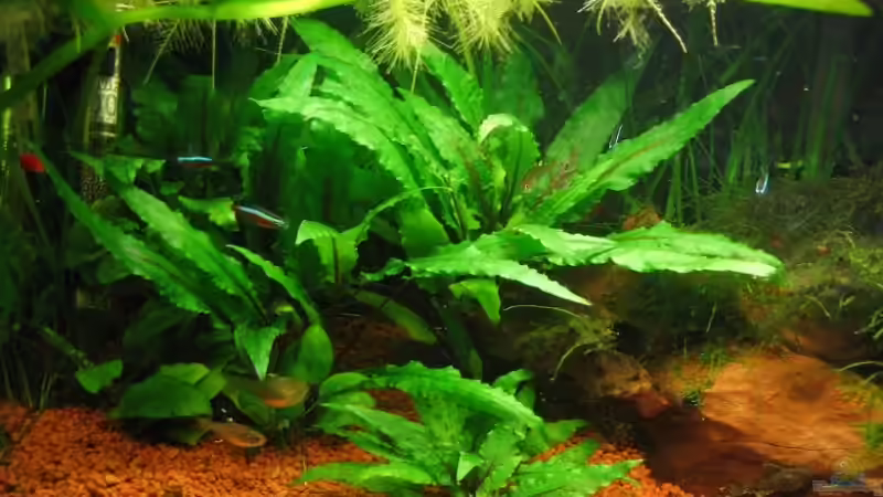 Pflanzen im Aquarium Becken 4525 von Mika Kläser (2)