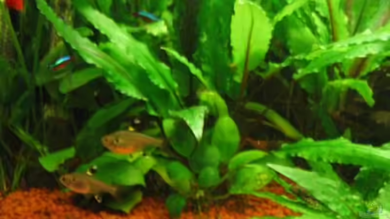 Pflanzen im Aquarium Becken 4525 von Mika Kläser (3)