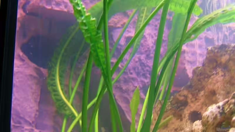 Pflanzen im Aquarium Becken 4540 von Maurice Overheu (10)