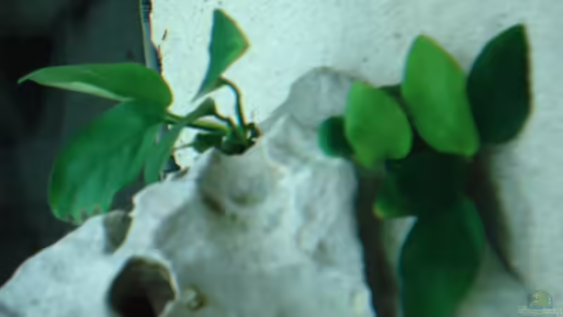 Pflanzen im Aquarium Becken 4553 von Jonny84 (10)