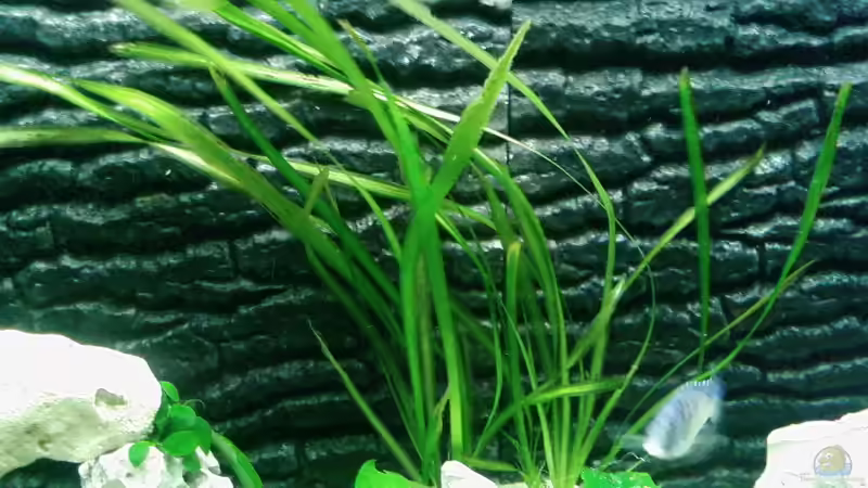 Pflanzen im Aquarium Becken 4553 von Jonny84 (11)