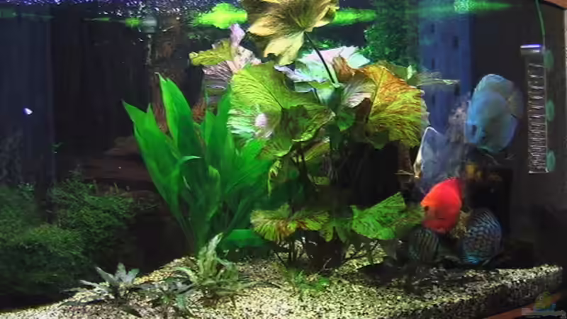 Pflanzen im Aquarium Becken 4614 von Andrej Malikov (4)