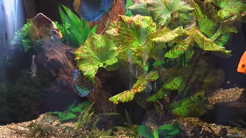 Pflanzen im Aquarium Becken 4614 von Andrej Malikov (5)