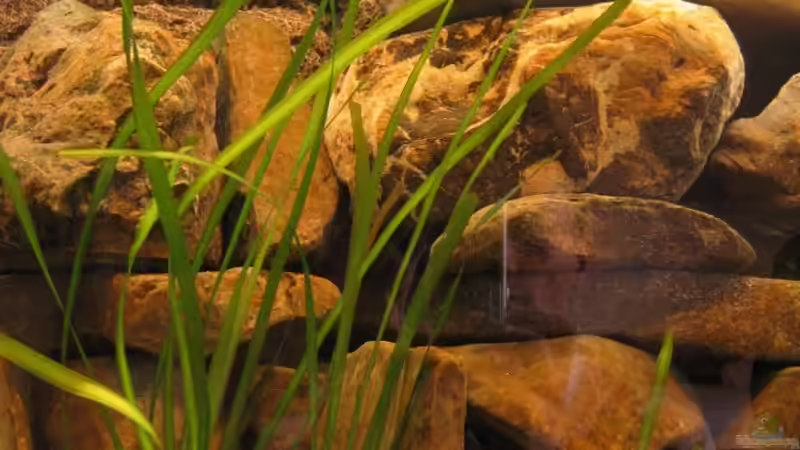 Pflanzen im Aquarium Becken 4622 von Manuel Huemer (3)