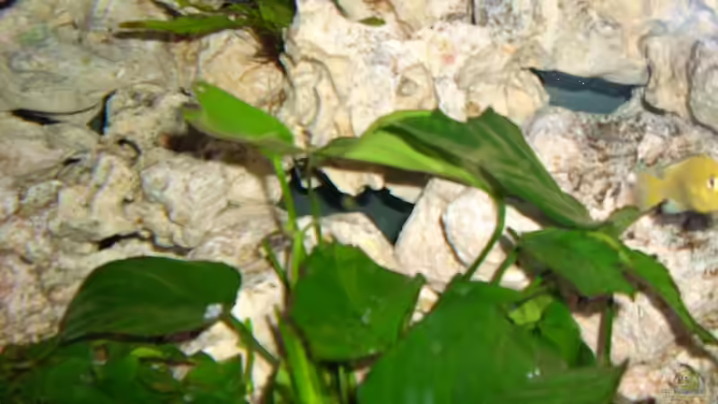 Pflanzen im Aquarium Becken 4628 von Michael Schmidt (2)