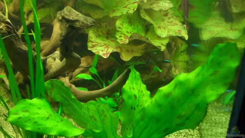 Pflanzen im Aquarium Becken 4641 von Stefan Andres (5)