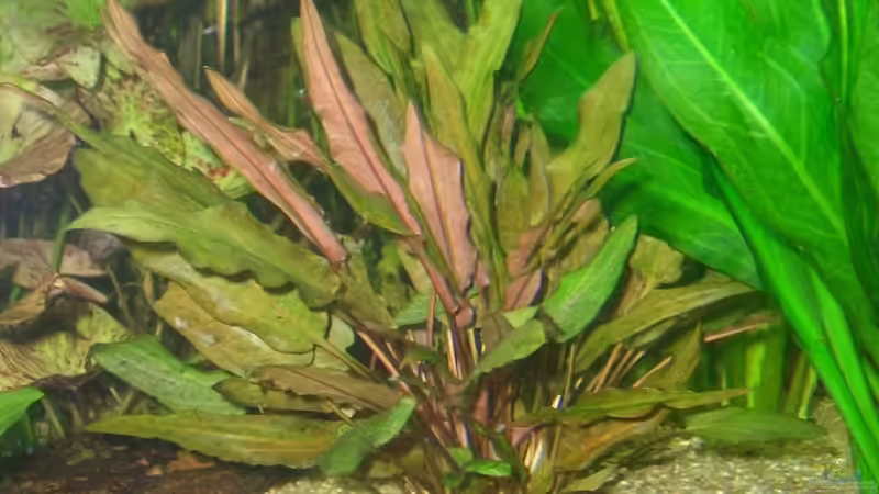 Pflanzen im Aquarium Becken 4641 von Stefan Andres (6)