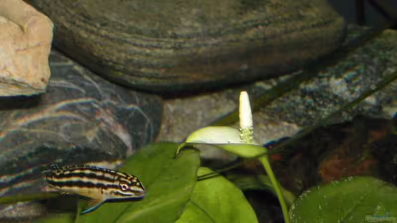 Pflanzen im Aquarium Becken 465 von Eva Weixler (3)