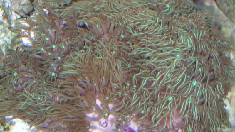 Pflanzen im Aquarium Becken 4655 von Bernd Kienle (12)