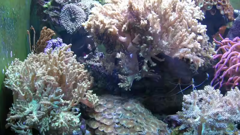 Pflanzen im Aquarium Becken 4655 von Bernd Kienle (13)
