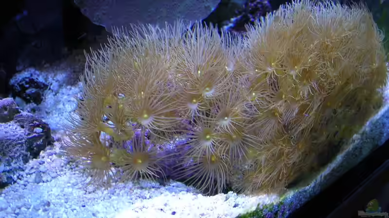Pflanzen im Aquarium Becken 4655 von Bernd Kienle (14)