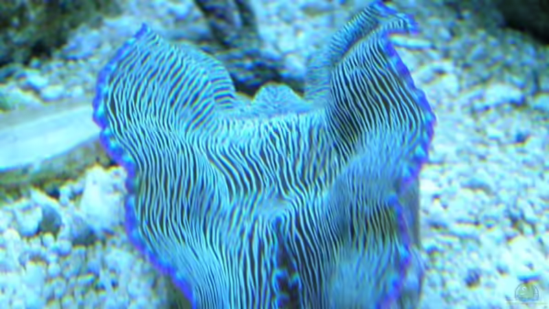 Pflanzen im Aquarium Becken 4655 von Bernd Kienle (16)