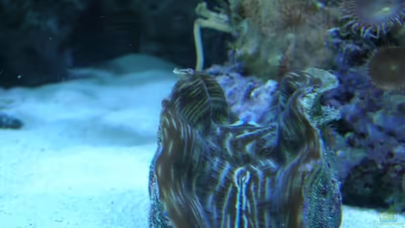 Pflanzen im Aquarium Becken 4655 von Bernd Kienle (17)