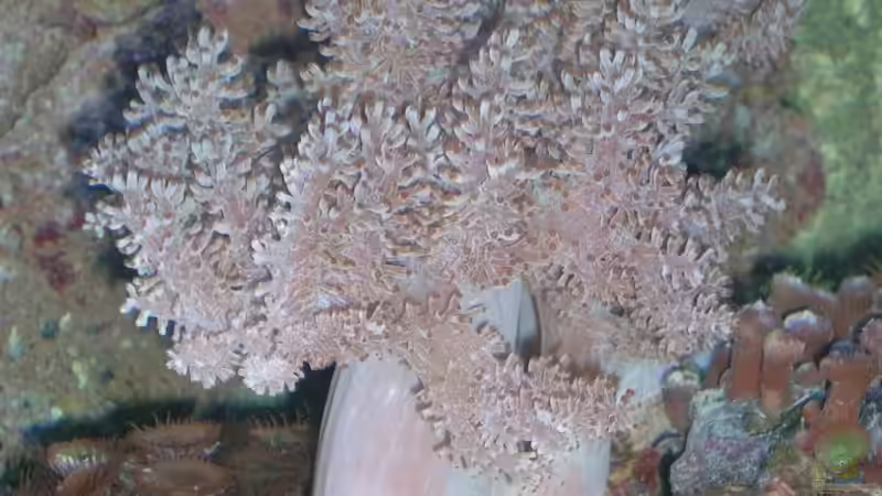 Pflanzen im Aquarium Becken 4655 von Bernd Kienle (7)