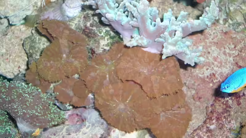 Pflanzen im Aquarium Becken 4655 von Bernd Kienle (8)