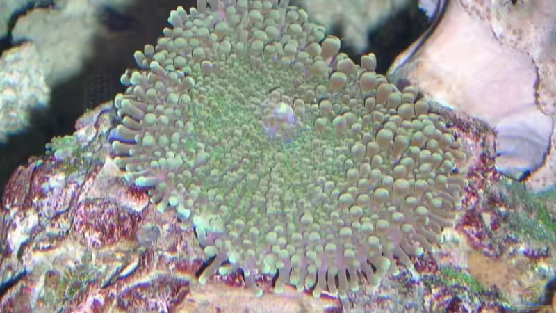 Pflanzen im Aquarium Becken 4655 von Bernd Kienle (9)