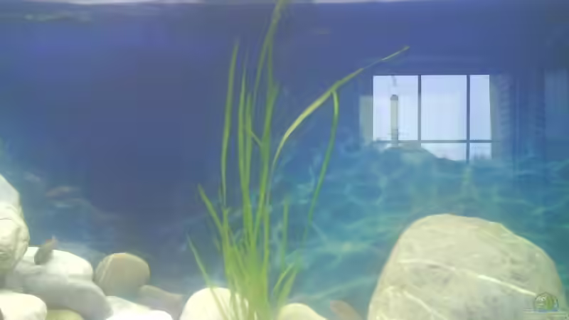 Pflanzen im Aquarium Becken 4659 von Gernold Lengert (10)