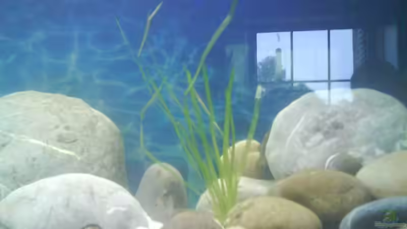 Pflanzen im Aquarium Becken 4659 von Gernold Lengert (11)