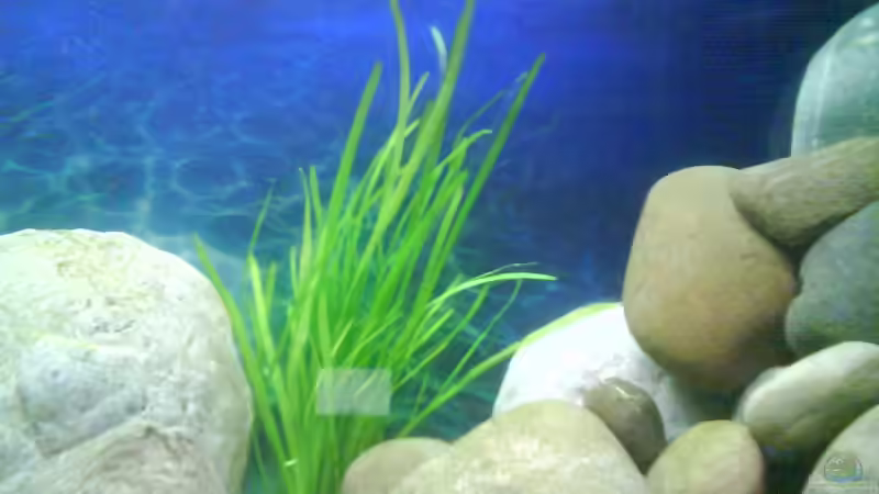 Pflanzen im Aquarium Becken 4659 von Gernold Lengert (12)