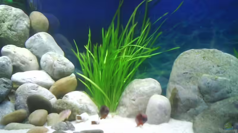 Pflanzen im Aquarium Becken 4659 von Gernold Lengert (13)