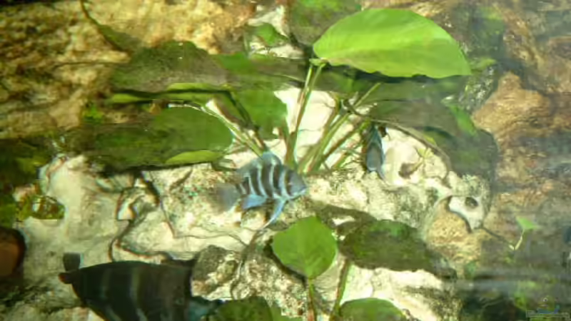 Pflanzen im Aquarium Becken 468 von Angelika Fabick (5)