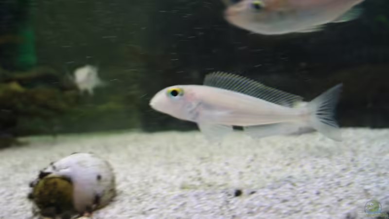 Pflanzen im Aquarium Becken 47 von Stefan Siebenbrunner (2)