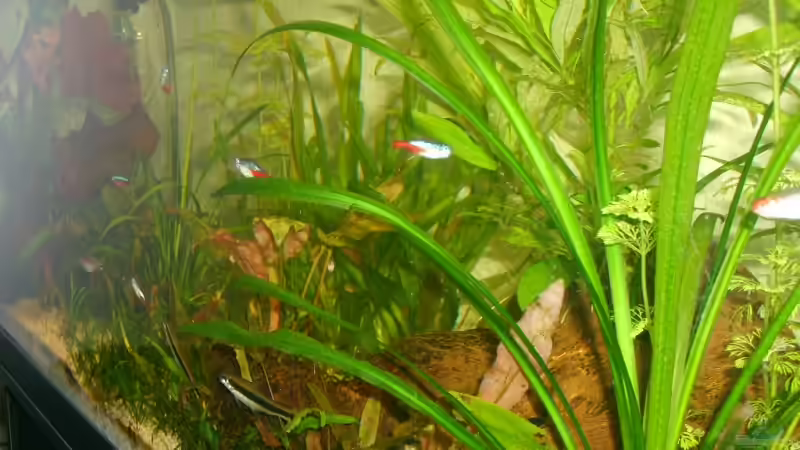 Pflanzen im Aquarium Becken 4716 von Dennis Niemeier (4)