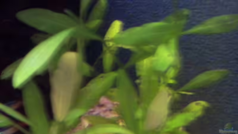 Pflanzen im Aquarium Becken 4771 von Patrick Will (6)