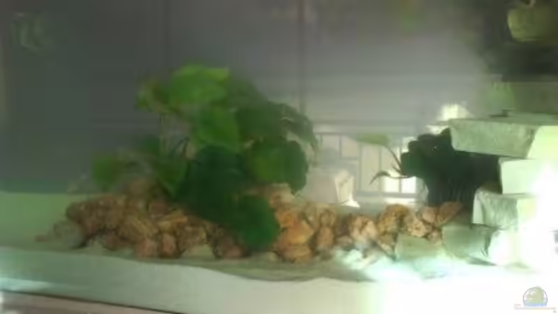Pflanzen im Aquarium Becken 4772 von Sabine Kemmet (3)