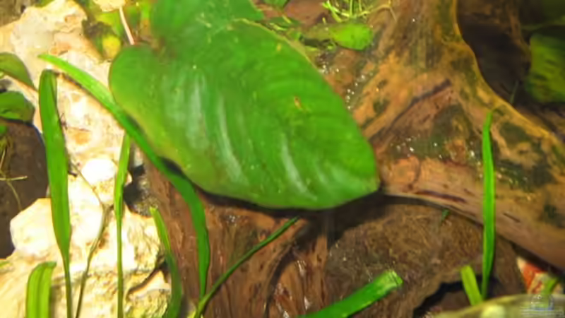 Pflanzen im Aquarium Becken 4795 von Gabriel Lechner (7)