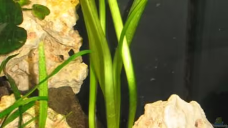 Pflanzen im Aquarium Becken 4795 von Gabriel Lechner (8)